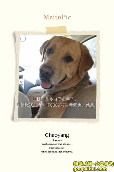 【北京找狗】，寻爱狗多多，拉布拉多犬，男孩，7岁，于2015年4月从望京西园三区走丢至今未归。，它是一只非常可爱的宠物狗狗，希望它早日回家，不要变成流浪狗。