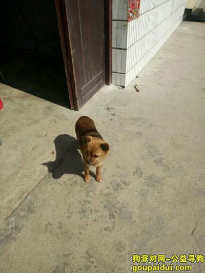 荆州找狗，寻找爱犬泡泡，万分着急，它是一只非常可爱的宠物狗狗，希望它早日回家，不要变成流浪狗。