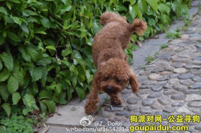 【泉州找狗】，5斤重公的3岁泰迪，叫石头，福建泉州！1500元！，它是一只非常可爱的宠物狗狗，希望它早日回家，不要变成流浪狗。
