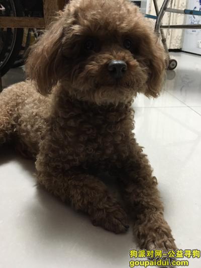 【郑州找狗】，寻找泰迪狗儿子“土豆”，它是一只非常可爱的宠物狗狗，希望它早日回家，不要变成流浪狗。
