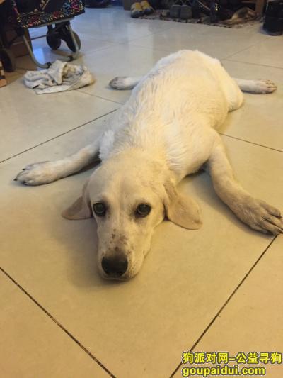 【北京找狗】，昌平区东小口寻带绿脖圈的白色拉布拉多，它是一只非常可爱的宠物狗狗，希望它早日回家，不要变成流浪狗。