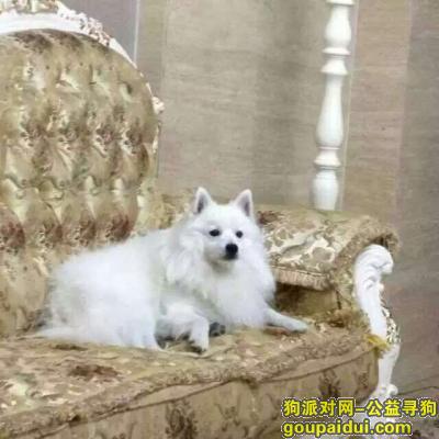 【北京找狗】，银狐（蛋蛋） 3000元酬金，它是一只非常可爱的宠物狗狗，希望它早日回家，不要变成流浪狗。