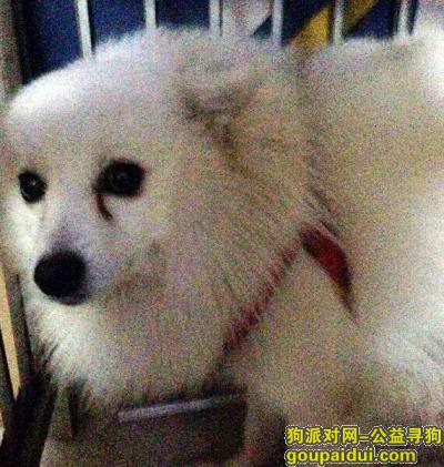 【北京找狗】，寻银狐狗  酬金3000元 大家帮忙，它是一只非常可爱的宠物狗狗，希望它早日回家，不要变成流浪狗。