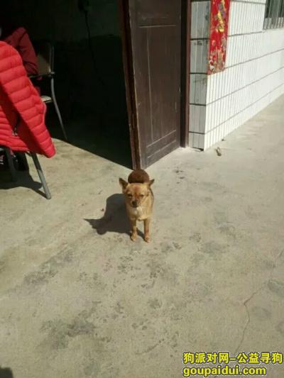 荆州寻狗启示，爱犬走失，心里万分焦急，它是一只非常可爱的宠物狗狗，希望它早日回家，不要变成流浪狗。