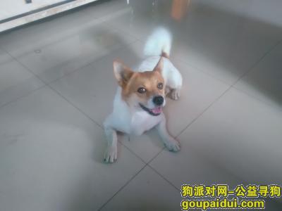 【东莞找狗】，爱犬于东莞东城区虎英公园走失，它是一只非常可爱的宠物狗狗，希望它早日回家，不要变成流浪狗。