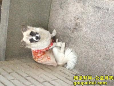 【广州捡到狗】，2016年2月16日下午至晚上在环市东路348号见到这小狗，它是一只非常可爱的宠物狗狗，希望它早日回家，不要变成流浪狗。