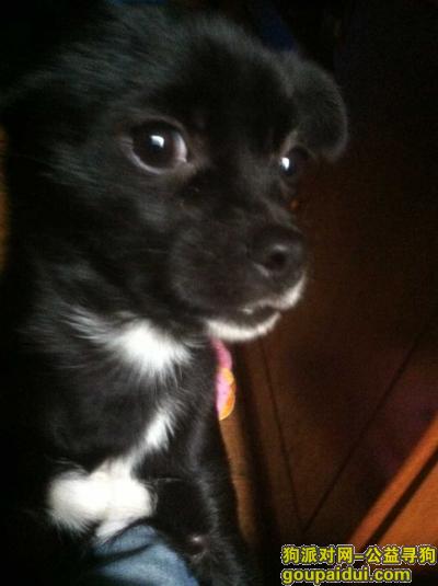 【苏州找狗】，黑色小狗在昆山友谊医院附近丢失，请好心人帮忙寻找，它是一只非常可爱的宠物狗狗，希望它早日回家，不要变成流浪狗。