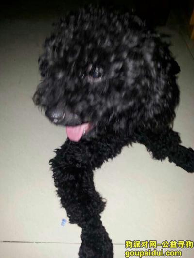 【深圳找狗】，黑色泰迪犬在深圳市龙岗区大芬地铁站丢失，找到的人请联系电话：13612869128。酬谢，它是一只非常可爱的宠物狗狗，希望它早日回家，不要变成流浪狗。