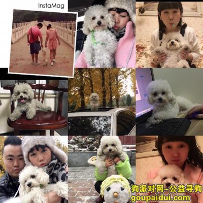 北京  房山区周口店悬赏五千元寻找泰迪，它是一只非常可爱的宠物狗狗，希望它早日回家，不要变成流浪狗。