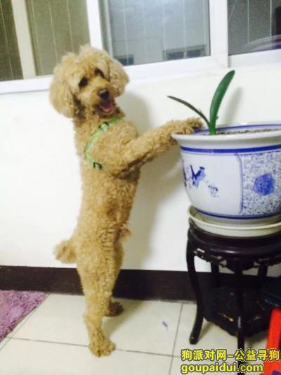 【北京找狗】，北京房山良乡寻狗 愿意3000元当面酬谢，它是一只非常可爱的宠物狗狗，希望它早日回家，不要变成流浪狗。