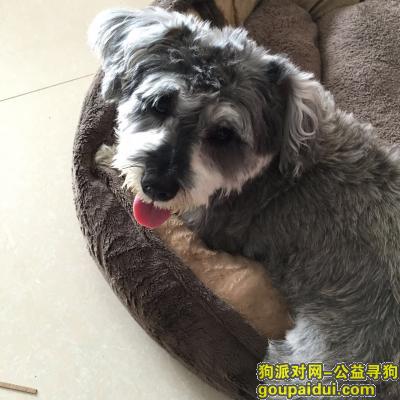地址晋江梅岭街道赤西后乡王庙附近走丢，它是一只非常可爱的宠物狗狗，希望它早日回家，不要变成流浪狗。