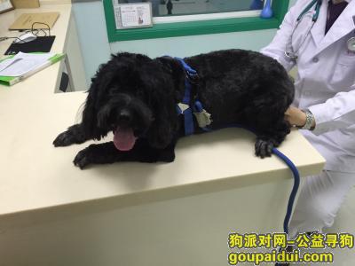 【北京捡到狗】，为黑色泰迪寻找真正的主人，它是一只非常可爱的宠物狗狗，希望它早日回家，不要变成流浪狗。