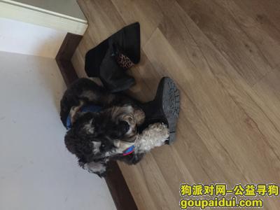 【重庆找狗】，重庆江北区华新街丢失一只雪拉瑞，它是一只非常可爱的宠物狗狗，希望它早日回家，不要变成流浪狗。