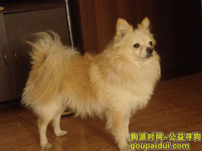 【北京找狗】，北京市大兴区香海园寻找博美，它是一只非常可爱的宠物狗狗，希望它早日回家，不要变成流浪狗。