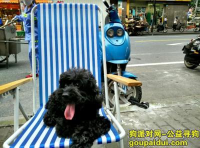 【上海找狗】，麗園路871號電話13918521565，它是一只非常可爱的宠物狗狗，希望它早日回家，不要变成流浪狗。