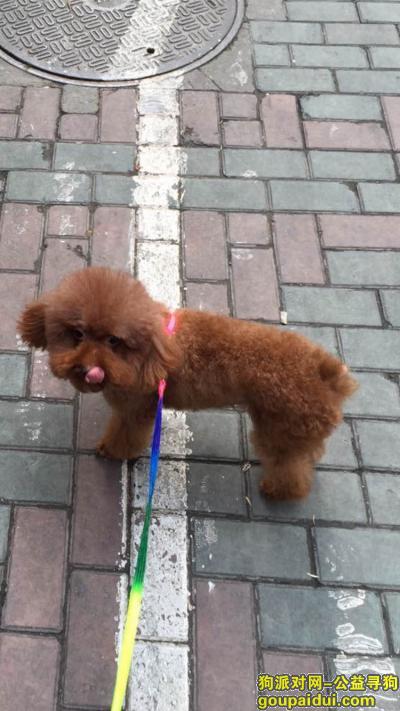 上海市虹口闸北 虬江路附近，它是一只非常可爱的宠物狗狗，希望它早日回家，不要变成流浪狗。