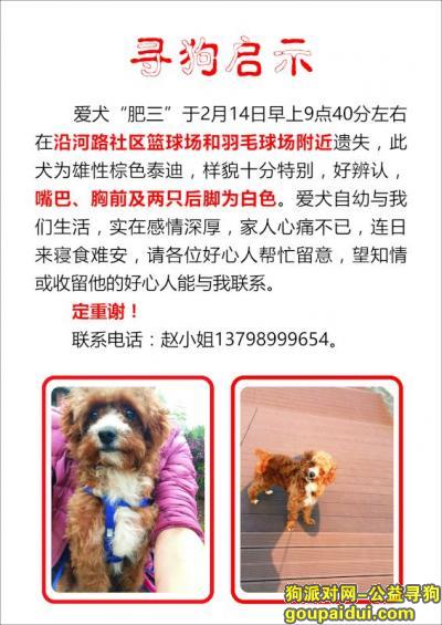 #寻找2月14日遗失的爱犬 肥三#，它是一只非常可爱的宠物狗狗，希望它早日回家，不要变成流浪狗。