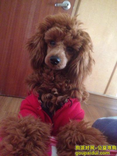 广东省佛山市禅城区岭南新天地走失一只小贵宾，它是一只非常可爱的宠物狗狗，希望它早日回家，不要变成流浪狗。