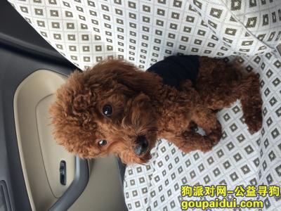 【上海找狗】，寻找上海闵行区申北路丢失的泰迪犬，它是一只非常可爱的宠物狗狗，希望它早日回家，不要变成流浪狗。