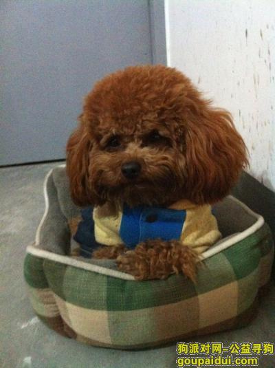 寻狗 上海 浦东 世纪公园附近，它是一只非常可爱的宠物狗狗，希望它早日回家，不要变成流浪狗。