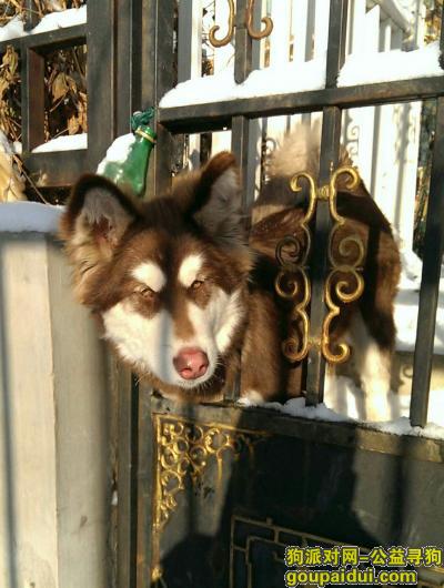 长春寻狗网，阿拉斯加犬 小母狗 叫乐乐 9个月大 2015年1月21日晚九点 在自家院里被人偷走 铁栏杆被剪断，它是一只非常可爱的宠物狗狗，希望它早日回家，不要变成流浪狗。