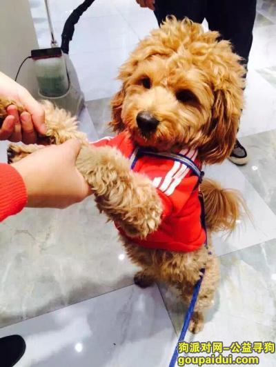 1.29号在大广高速湖北咸宁燕厦服务区丢失一只浅杏色贵宾串，它是一只非常可爱的宠物狗狗，希望它早日回家，不要变成流浪狗。