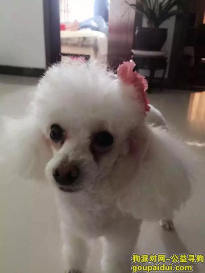 【郑州找狗】，2月21号早上9点，在大学路附近菜王南街的菜场丢失了一只白的贵宾犬，它是一只非常可爱的宠物狗狗，希望它早日回家，不要变成流浪狗。