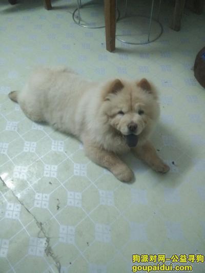 【上海找狗】，本人丢失一只奶油色松狮犬（母），耳朵颜色较深，体型较胖，35斤左右，7个多月大。，它是一只非常可爱的宠物狗狗，希望它早日回家，不要变成流浪狗。