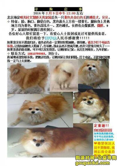 【北京找狗】，北京  海淀明光村天兆家园悬赏五千元寻找博美犬，它是一只非常可爱的宠物狗狗，希望它早日回家，不要变成流浪狗。