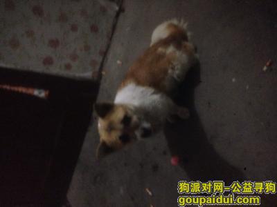 青岛找狗，请狗主人速与我联系我的电话13521824637，它是一只非常可爱的宠物狗狗，希望它早日回家，不要变成流浪狗。