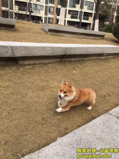 武汉市江岸区台北路云林街桃源社区寻找柯基犬，它是一只非常可爱的宠物狗狗，希望它早日回家，不要变成流浪狗。