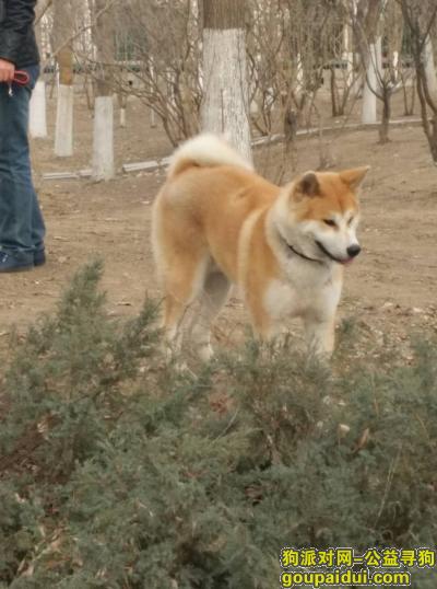 【北京找狗】，北京   通州瑞都公园悬赏一万元寻找黄白色大狗，它是一只非常可爱的宠物狗狗，希望它早日回家，不要变成流浪狗。