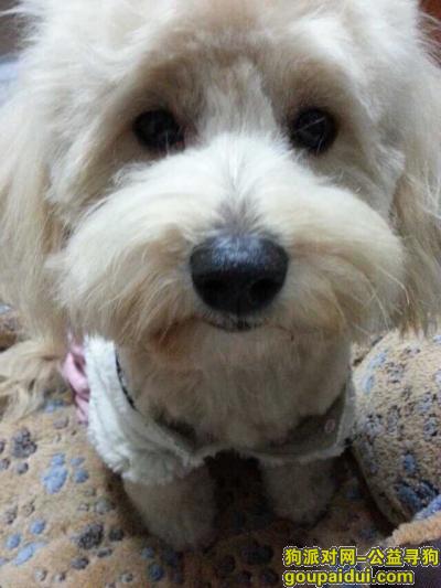 浦东新区唐镇，寻找狗狗，它是一只非常可爱的宠物狗狗，希望它早日回家，不要变成流浪狗。