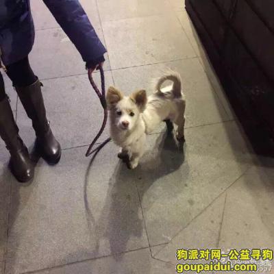 【北京捡到狗】，2月22日正月十五晚上在劲松捡到一只小白公狗，它是一只非常可爱的宠物狗狗，希望它早日回家，不要变成流浪狗。
