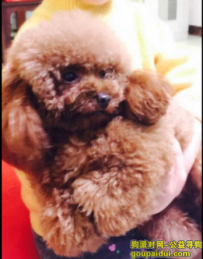 【北京找狗】，【两万元寻狗】2016年2月12日 正月初五 丢失母泰迪一只，它是一只非常可爱的宠物狗狗，希望它早日回家，不要变成流浪狗。