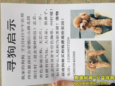 【郑州找狗】，寻找狗狗柠檬 有线索必重金感谢，它是一只非常可爱的宠物狗狗，希望它早日回家，不要变成流浪狗。