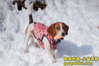 【北京找狗】，北京市房山区青龙湖镇庙耳岗村重金寻找比格犬，它是一只非常可爱的宠物狗狗，希望它早日回家，不要变成流浪狗。