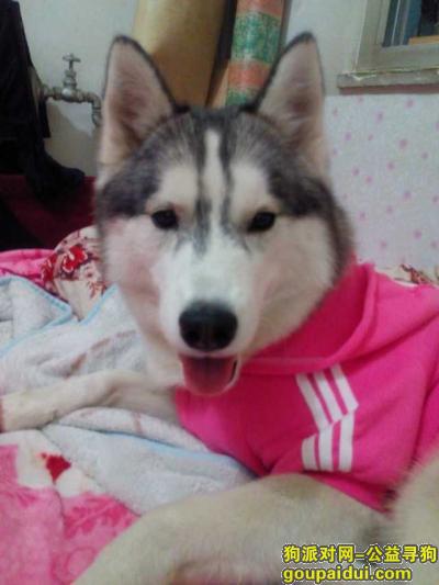 北京昌平区寻狗，灰色公哈士奇，它是一只非常可爱的宠物狗狗，希望它早日回家，不要变成流浪狗。