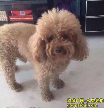 【北京找狗】，11111111111111111111，它是一只非常可爱的宠物狗狗，希望它早日回家，不要变成流浪狗。