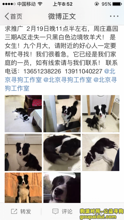 【北京找狗】，黑白色边境牧羊犬 于周庄嘉园3期A区走失，它是一只非常可爱的宠物狗狗，希望它早日回家，不要变成流浪狗。