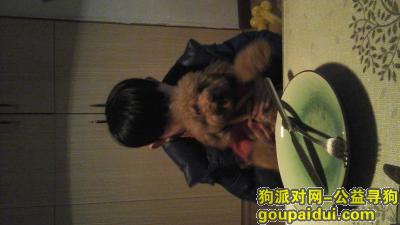 重庆寻狗启示，重庆渝中区寻找爱犬泰迪狗，急！！，它是一只非常可爱的宠物狗狗，希望它早日回家，不要变成流浪狗。