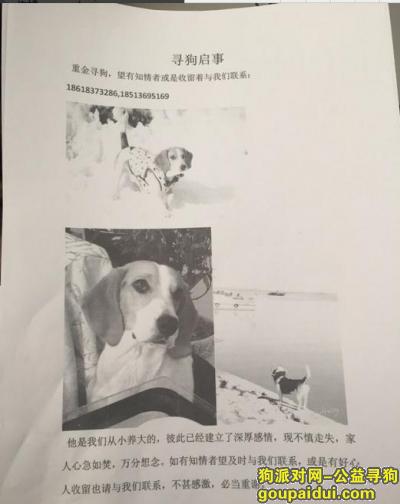 寻找比格犬，北京市房山区青龙湖镇庙耳岗村重金比格，它是一只非常可爱的宠物狗狗，希望它早日回家，不要变成流浪狗。