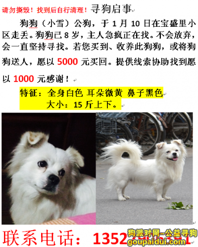 【北京找狗】，5000元寻白色串狗 北京海淀区清河附近走丢 13522906391，它是一只非常可爱的宠物狗狗，希望它早日回家，不要变成流浪狗。