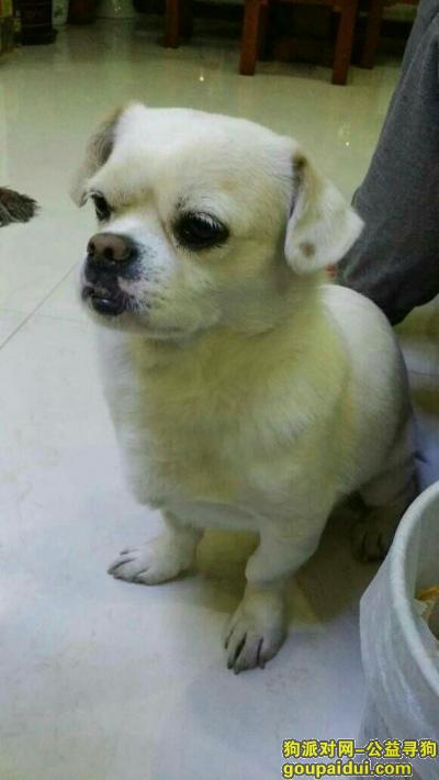 【北京找狗】，寻北京丰台走失白色京巴混种狗狗，它是一只非常可爱的宠物狗狗，希望它早日回家，不要变成流浪狗。