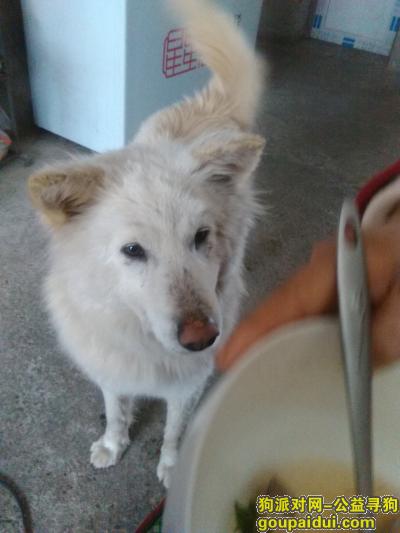 九江寻狗，在寺里领养的狗    修水的，它是一只非常可爱的宠物狗狗，希望它早日回家，不要变成流浪狗。
