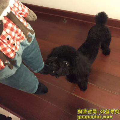 2月28日下午历下区舜怡佳园南门附近丢失黑色泰迪犬一只，它是一只非常可爱的宠物狗狗，希望它早日回家，不要变成流浪狗。