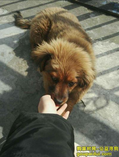 【上海找狗】，寻找一只黄毛狗狗，身高40左右，2月27号丢，，它是一只非常可爱的宠物狗狗，希望它早日回家，不要变成流浪狗。