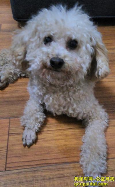 2016.02.18,白云区岗贝路捡到香槟色泰迪弟弟，它是一只非常可爱的宠物狗狗，希望它早日回家，不要变成流浪狗。