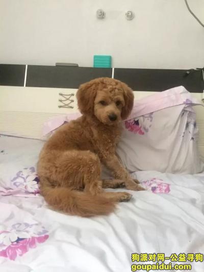 在大广高速湖北咸宁燕厦服务区丢失贵宾，它是一只非常可爱的宠物狗狗，希望它早日回家，不要变成流浪狗。