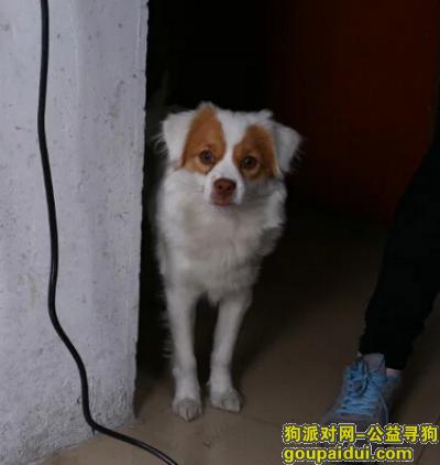 【广州找狗】，白云区 红星村遗失蝴蝶串串，它是一只非常可爱的宠物狗狗，希望它早日回家，不要变成流浪狗。